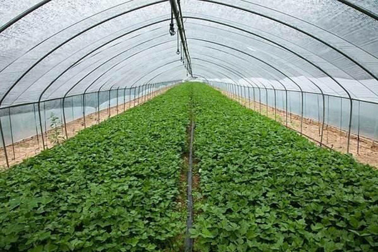 二氧化碳施肥案例客户